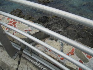 The offending iguana before he was chased.