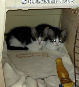 Kittens came home on Valentine's Day 2014.