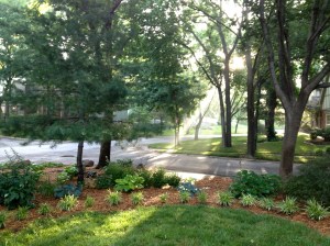 A portion of my outside gardens.
