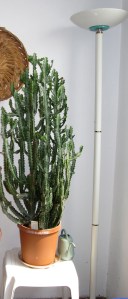 My parent's large cactus plant!