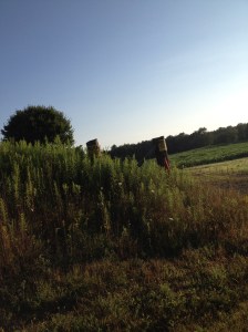 These is where Pine Creek Stables once existed.