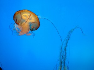 I think my son especially does not like jellyfish with tentacles.