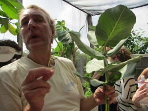 The docent at the Butterfly Farm in St. Maarten showing us a giant milkweed and a Monarch butterfly caterpillar. This got us started!