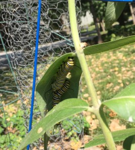 Two of the four Monarch butterfly caterpillars eating our milkweed. Seen the wire screening we used to protect them in the background.